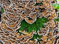 Moosauge im dichten Pilzgewirr an Baumstamm